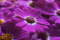 purple flowers