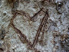 heart carved into tree bark