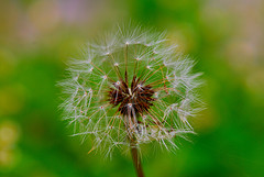 dandelion with seeds ready to fly away