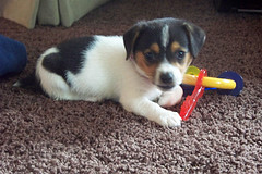 puppy sitting on floor with toys, looking at camera