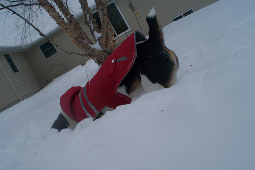 puppy with face buried in snow