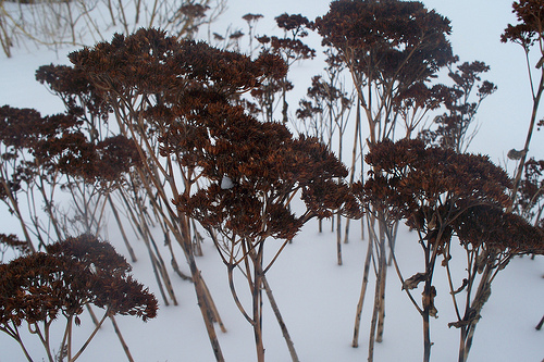 dried flowers sticking up out of snow